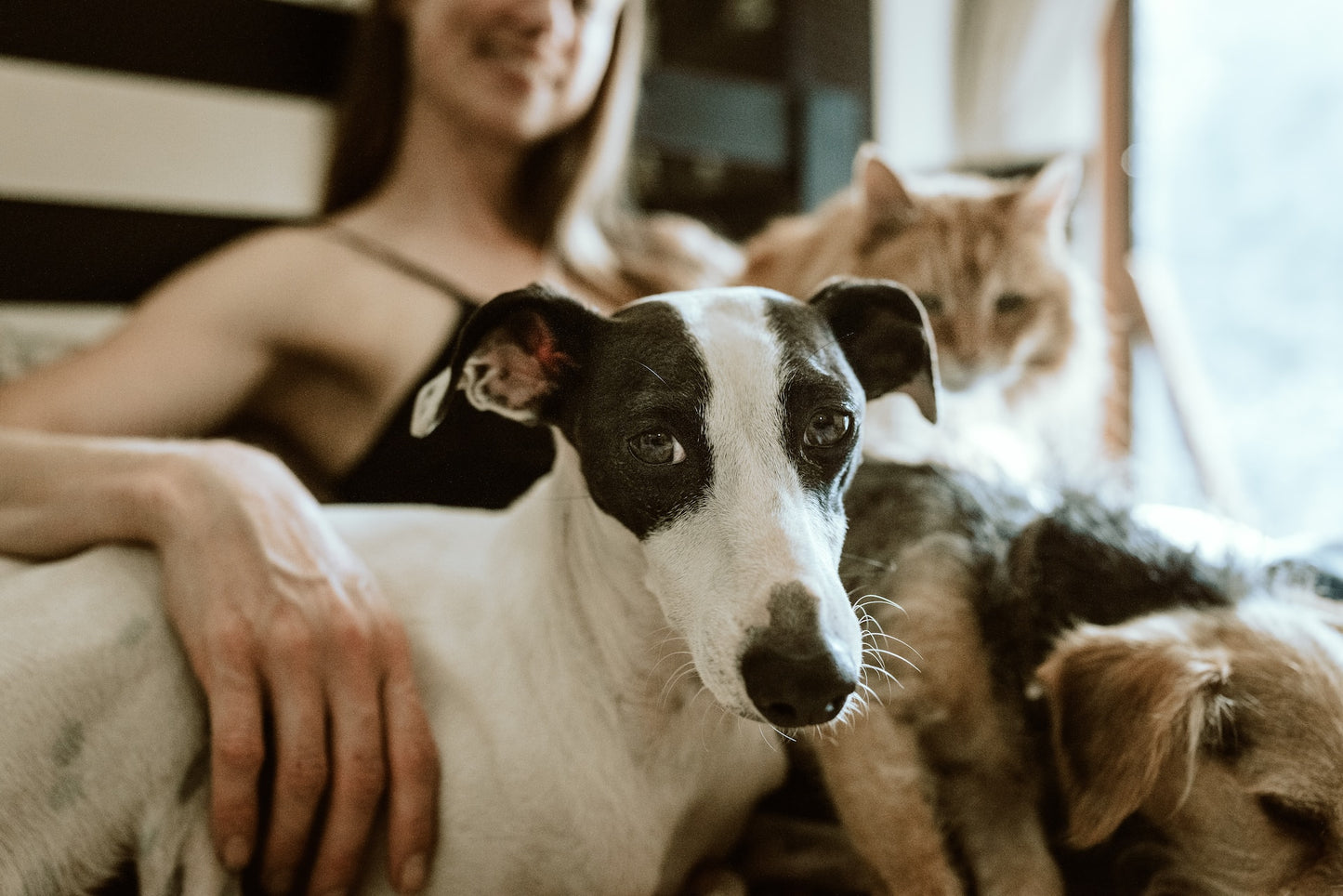Understanding the Potential Dangers of Essential Oils for Dogs