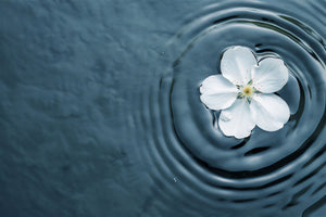 Floral Waters & Hydrosols