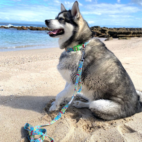 Dog Wearing Eco Friendly Dog Leash and collar made from recycled plastic