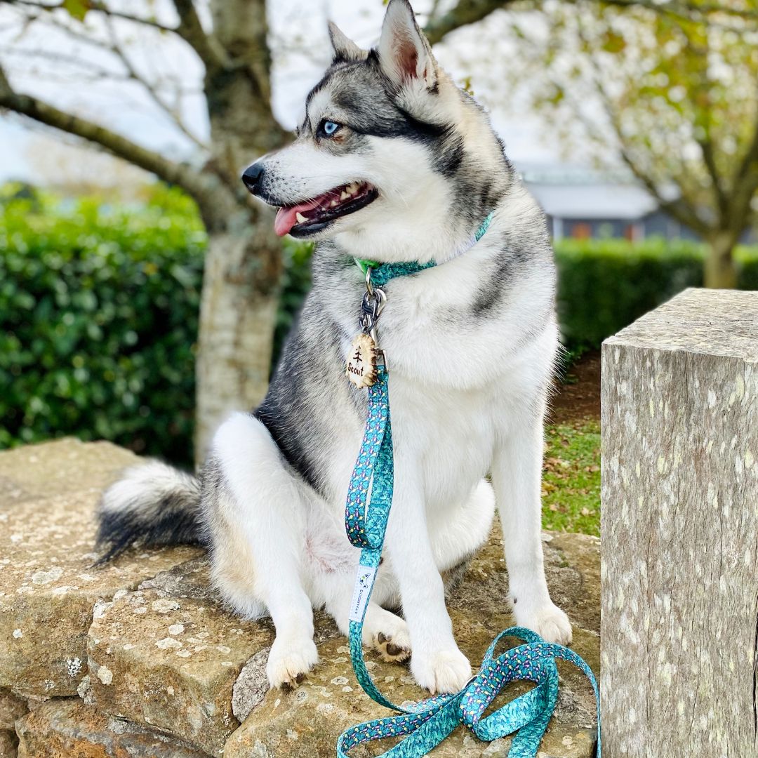 Eco Friendly Dog Leash ”Troppo” Made from Recycled Plastic – noodmood